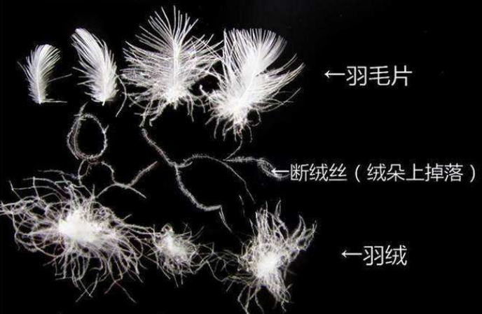 羽绒厂家：“羽”和“绒”的常识